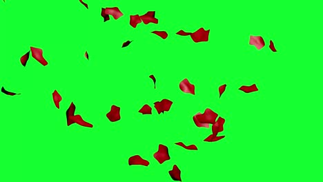 rose petals group animation on green screen chroma key, graphic source design element