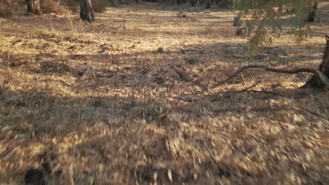 low angle aerial view of the autumn forest tilting up into the horizon and moving forward