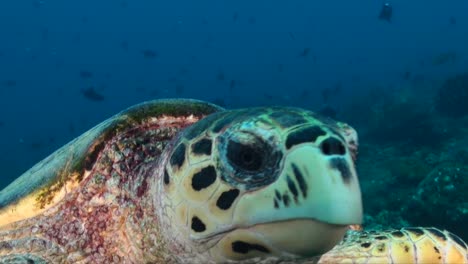 Tortuga-Marina-Verde-Nadando-Directamente-A-La-Cabeza-De-La-Cámara