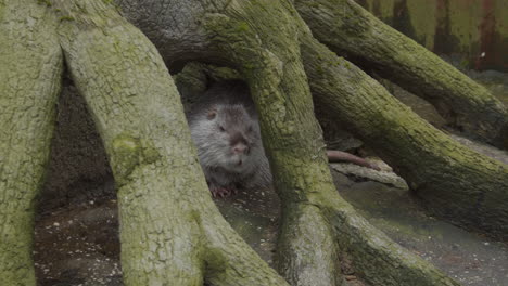 Coypu--hiding-underneath-tree-roots---wide