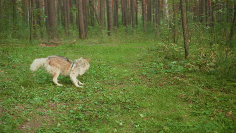 close up of wolf sprinting through dense forest underbrush with blurred trees and foliage background, showcasing wild animal flight in natural woodland habitat under soft daylight conditions