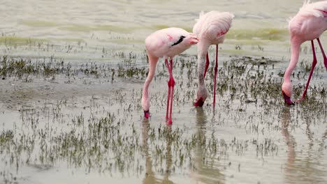 Lesser-Flamingos-grazing-in-the-wetlands-of-the-Ngorongoro-crater-in-Tanzania-Africa,-Handheld-close-up-shot