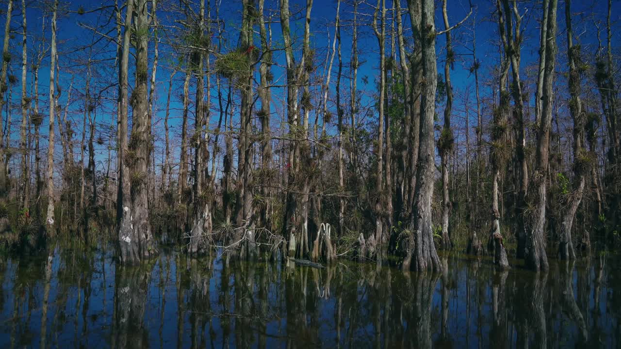 마이애미 근처에 있는 플로리다 에버글레이드 국립공원 (everglades national park) 에 있는 악어가 맹그로브 나무로 둘러싸인 푸른 습지 물 속에 숨어 있는 영상입니다.