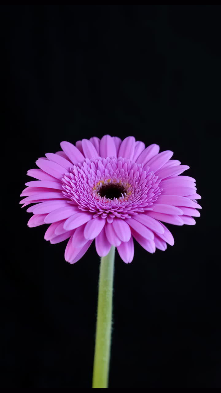 Gerbera viola vibrante su sfondo nero