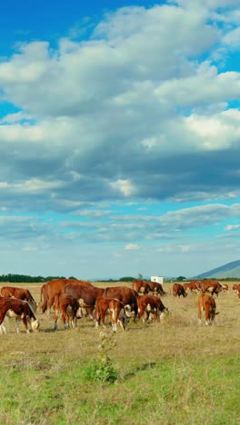 a peaceful rural scene with cows grazing in a green meadow under a blue sky