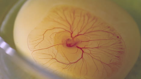 incubated chicken embryo heart beating and vessels in a egg, macro