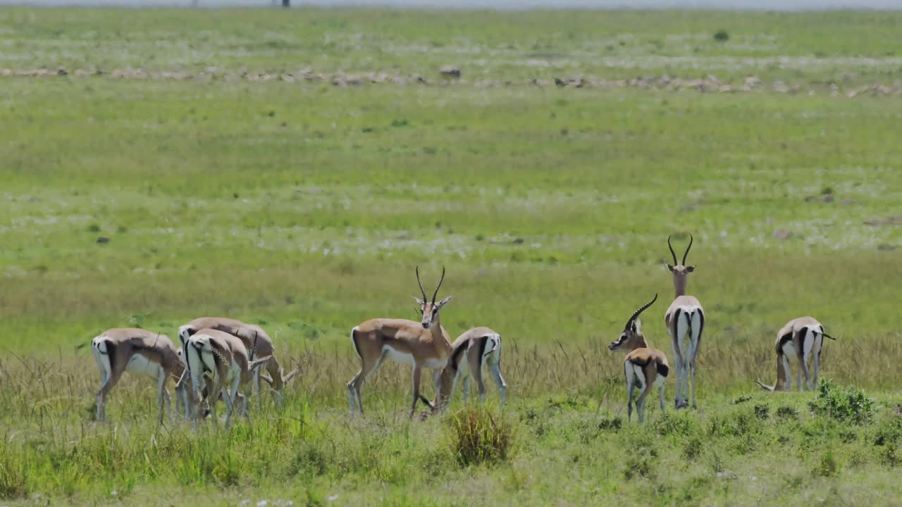 fotografía en cámara lenta de gacelas pastando en la sabana en un rebaño entre un exquisito paisaje verde brillante safari, vida silvestre africana en la reserva nacional de maasai mara, kenia