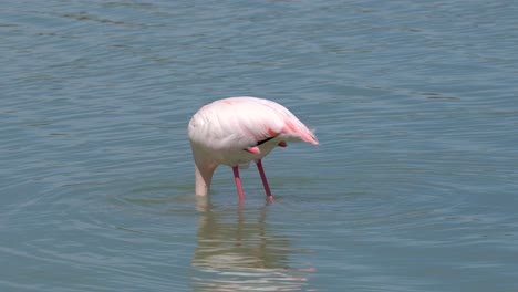 Pájaros-Flamencos-En-Un-Entorno-Natural-En-Un-Lago-Salado-En-El-Sur-De-España,-Alimentándose