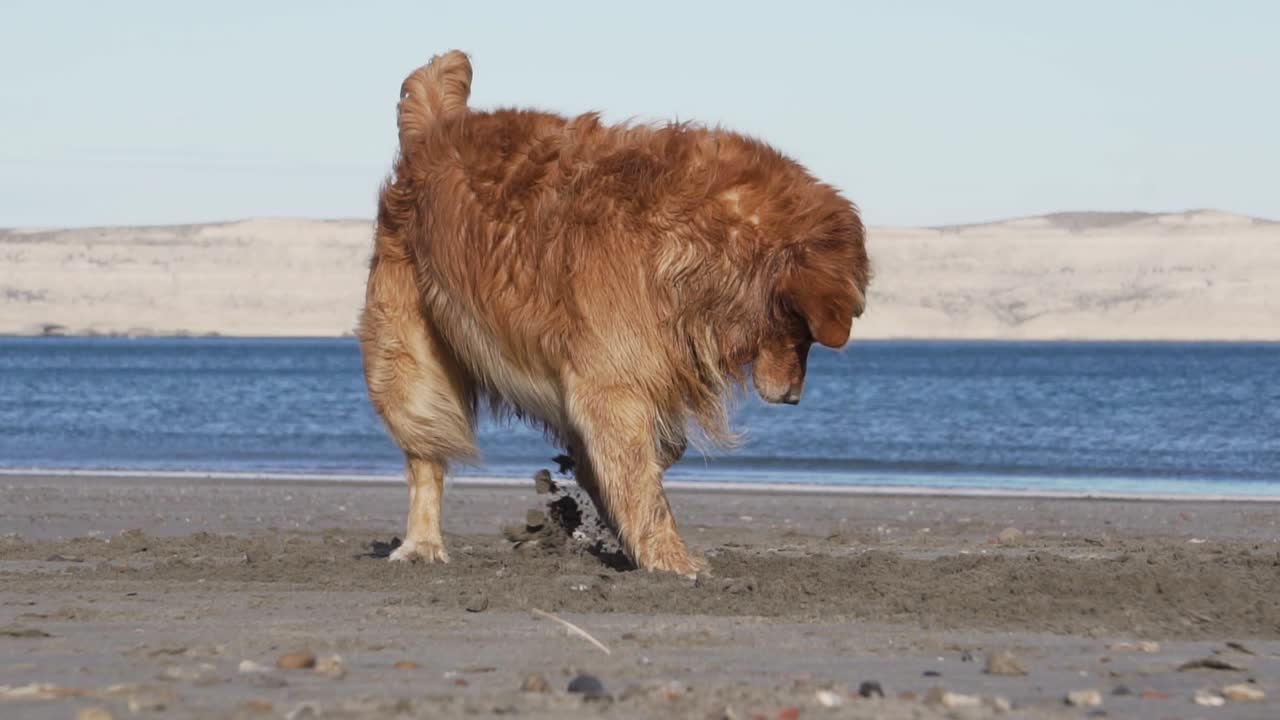 собака на пляже играет с камнем и копается в песке в солнечный день, синее море и скалы на заднем плане, замедленная съемка