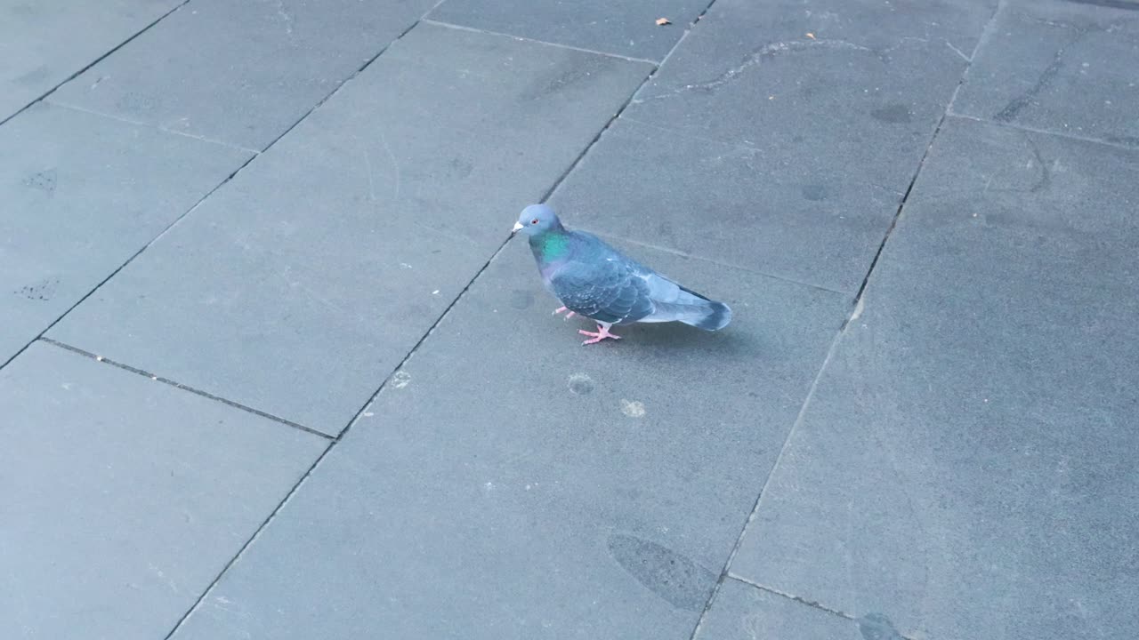 멜버른 의 보행자 길 을 가로질러 는 비둘기. 구름 이 가득 찬 조명 과 꾸준 한 카메라 는 새 의 느 한 움직임 을 포착 한다