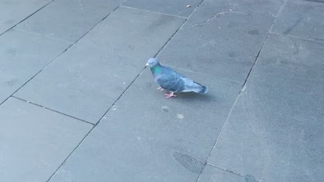 a pigeon walks across a melbourne sidewalk. overcast lighting and steady camera capture the bird's leisurely movement