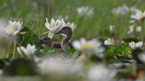 familia de patos silbadores menores en el estanque de flores de lirio de agua