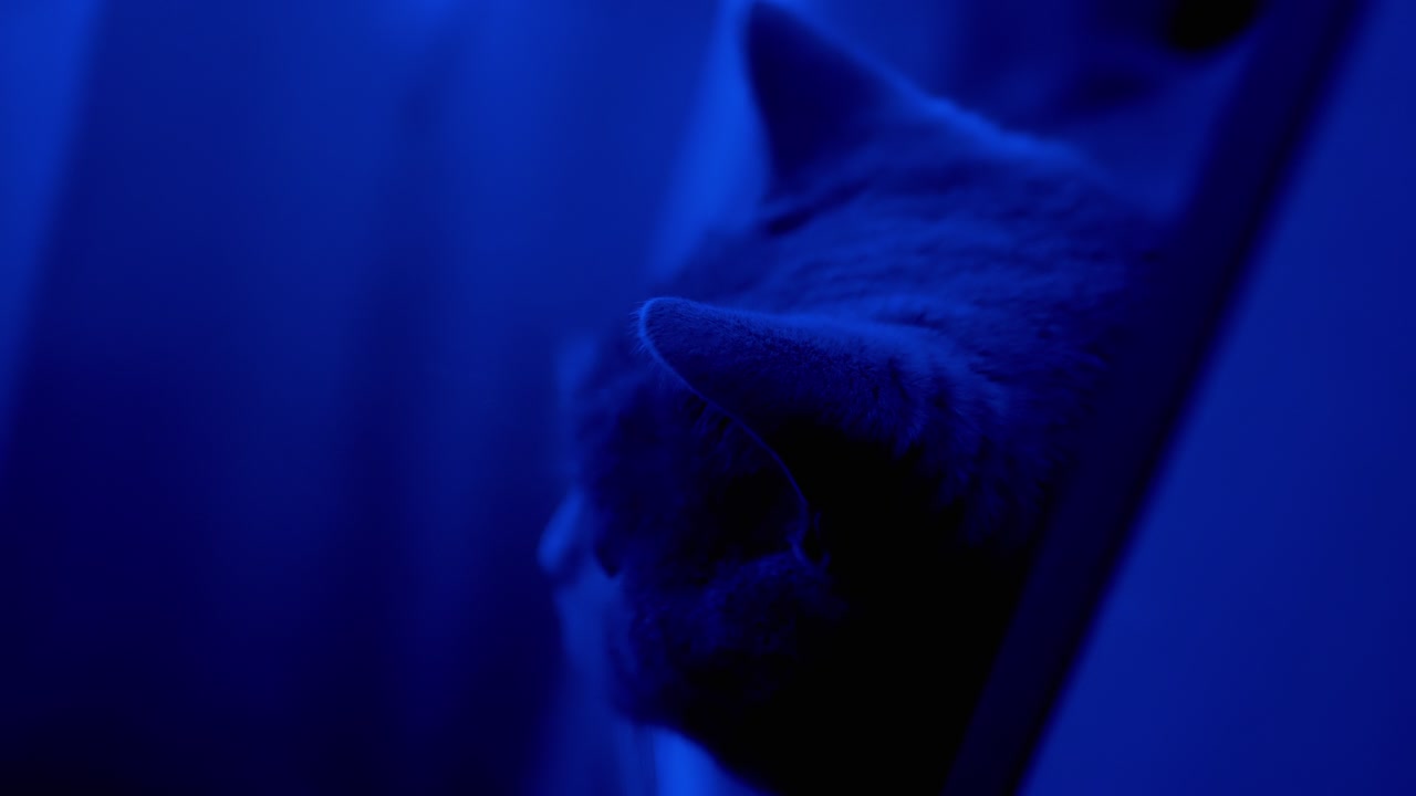 반이는 크리스마스 꽃받침의 배경에 영국 고양이의 머리. 근접.