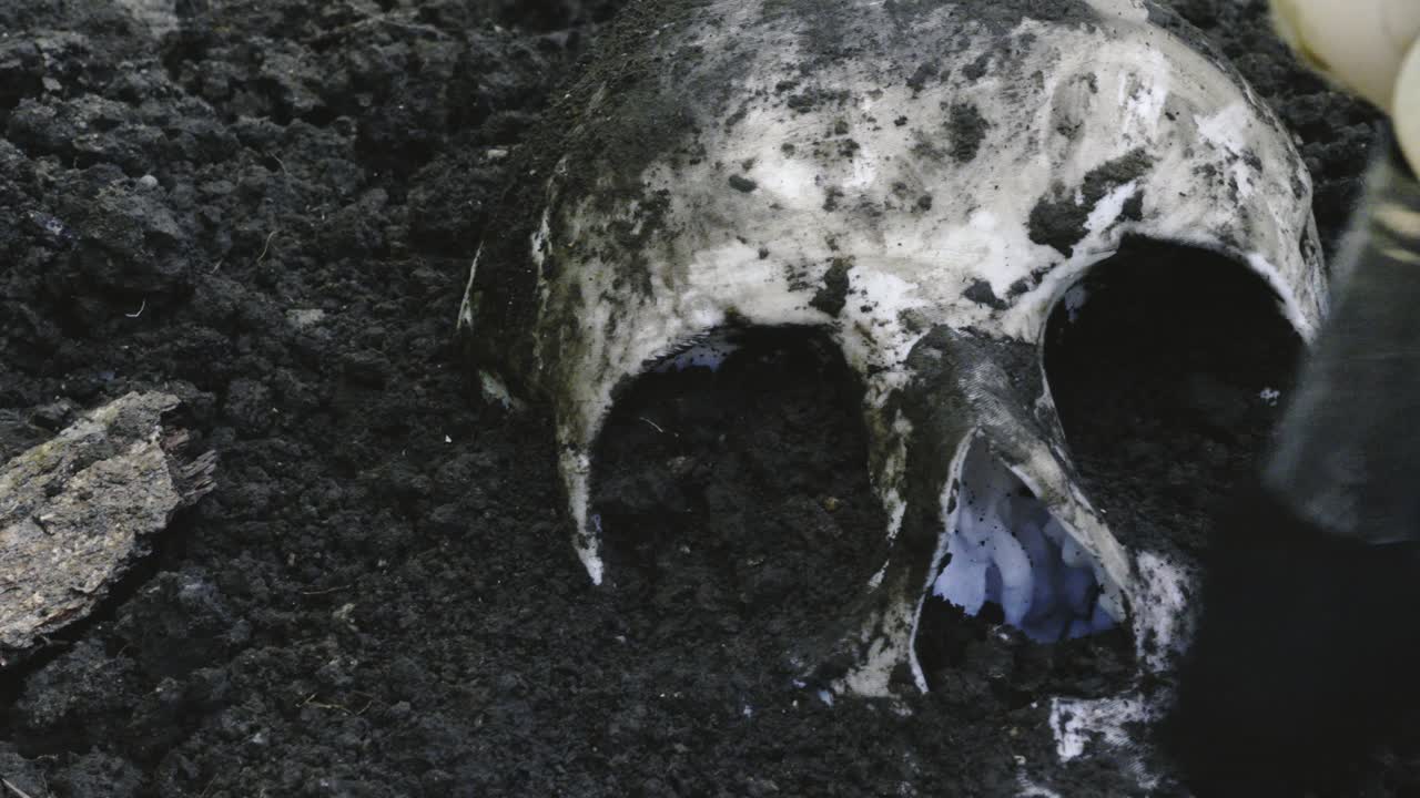 Forensic archeologist brushing earth dirt from excavated human skull