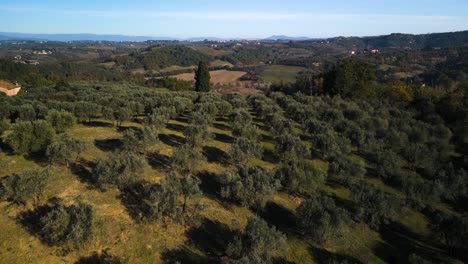 Low-aerial-dolly-above-olive-trees-in-perfect-rows-with-long-shadows-spread-on-hills