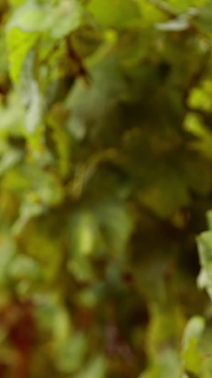 una viticultora girando un vaso de vino rojo