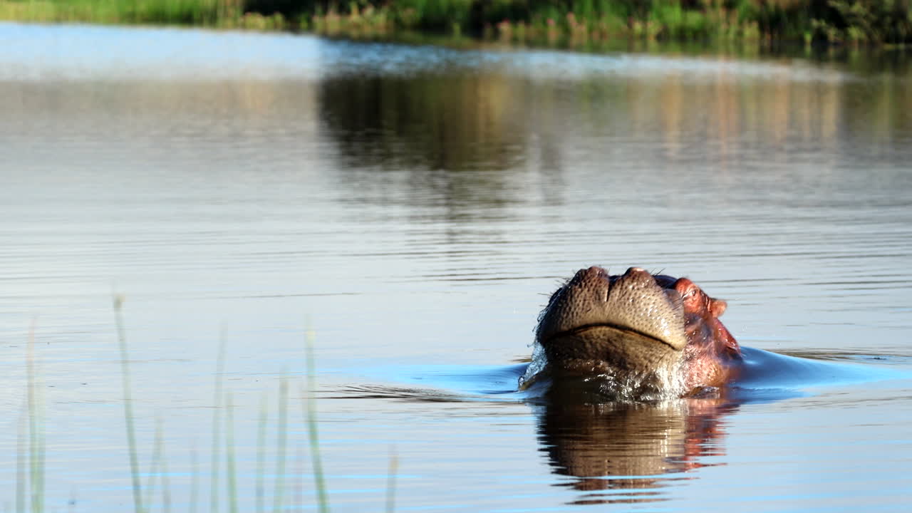 Territorial hippo rises from water in slow-motion intimidation display