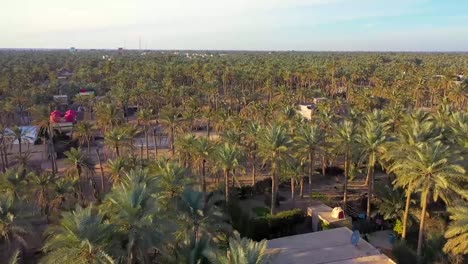 An-aerial-view-of-palm-plantations-in-a-village-in-Iraq-Dates-industry