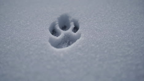 a single paw print in fresh snow