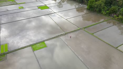 aerial view, the process of farmers working on rice fields preparing land for planting rice