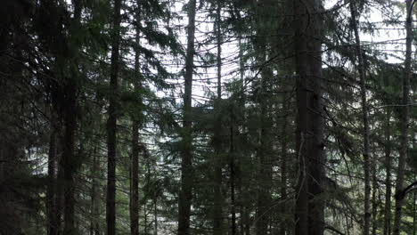 Shot-moving-backwards-in-the-middle-of-a-pine-forest,-among-the-trees