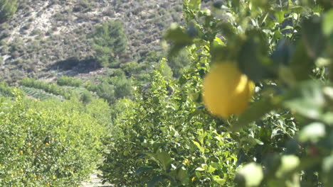 lemon grove with sunny landscape