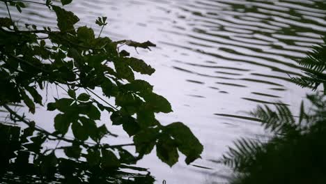 relajación junto a un estanque en inglaterra que muestra el agua ondulante y la vegetación junto al estanque