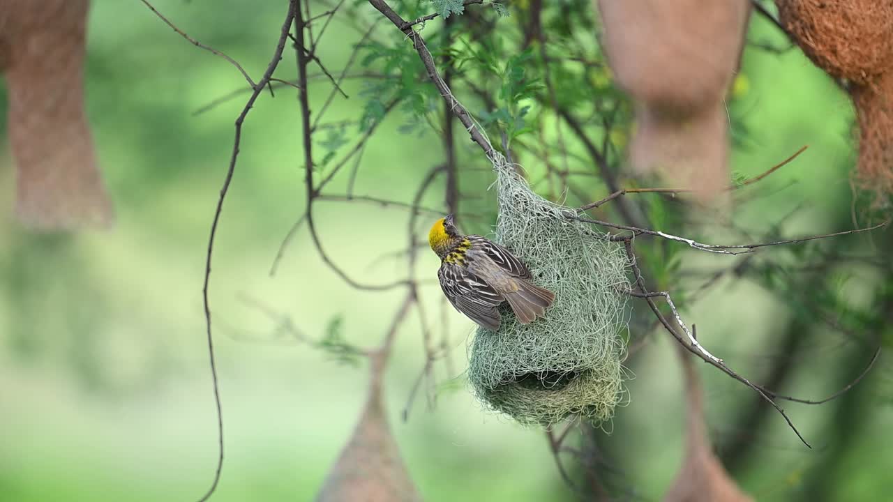 Male baya weaver taking flight after weaving nest in colony