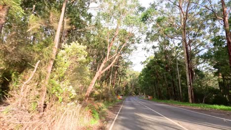 a drive through lush forested roadways