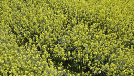 Primer-Plano-Aéreo-Del-Campo-De-Canola-Amarillo-Y-Verde-En-Cámara-Lenta