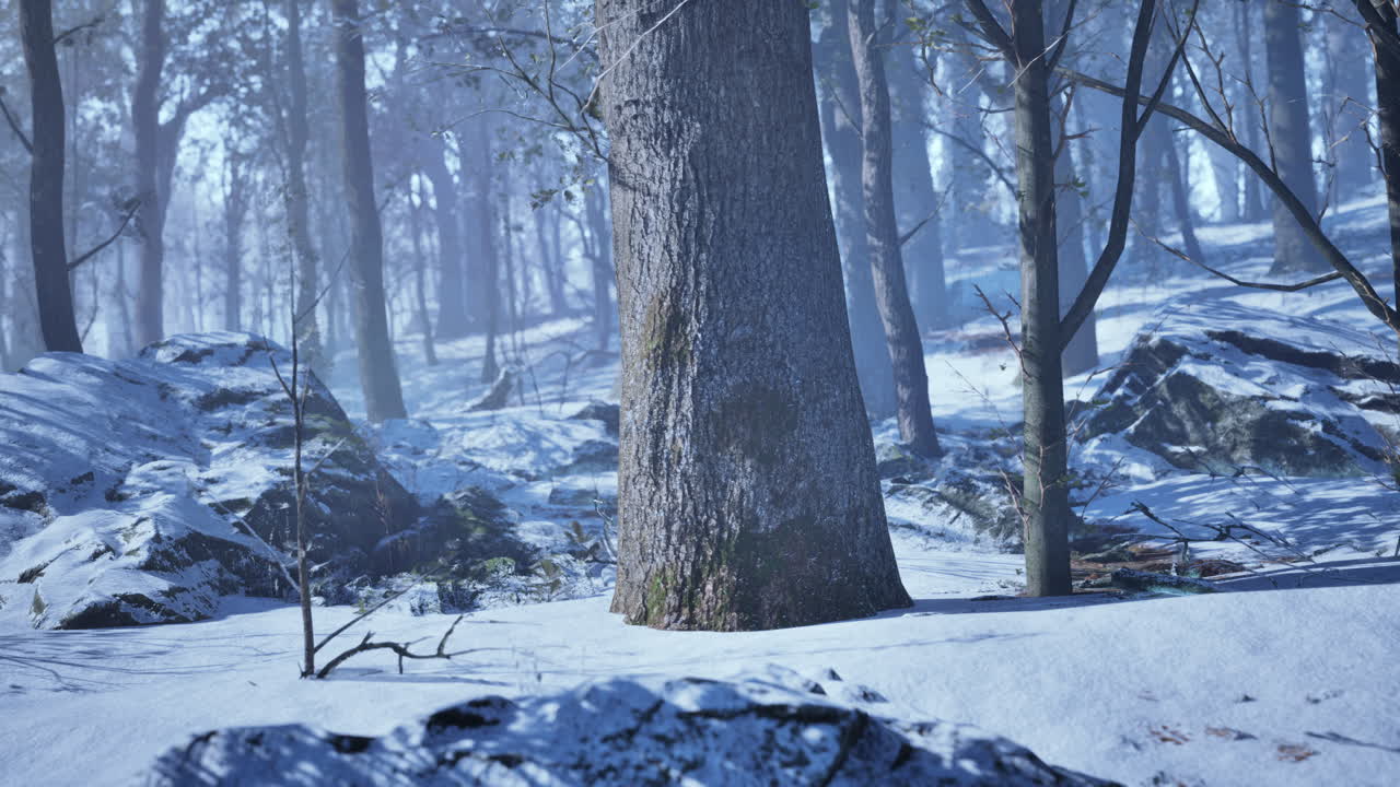 겨울의 숲 장면