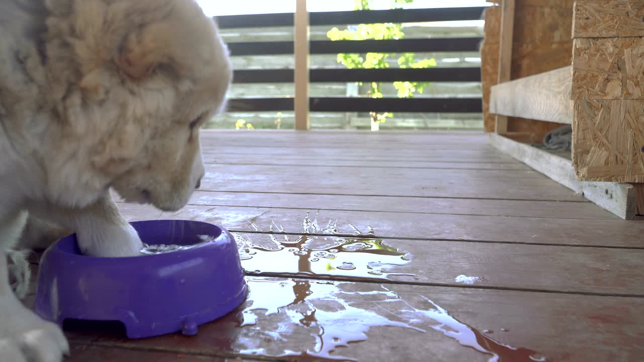 los cachorros de la raza alabai