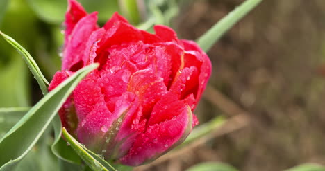 Tulpenplantage-In-Der-Niederländischen-Landwirtschaft-29