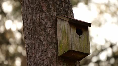 eurasian blue tit bird peeked and then flew away fom its wooden house on tree trunk