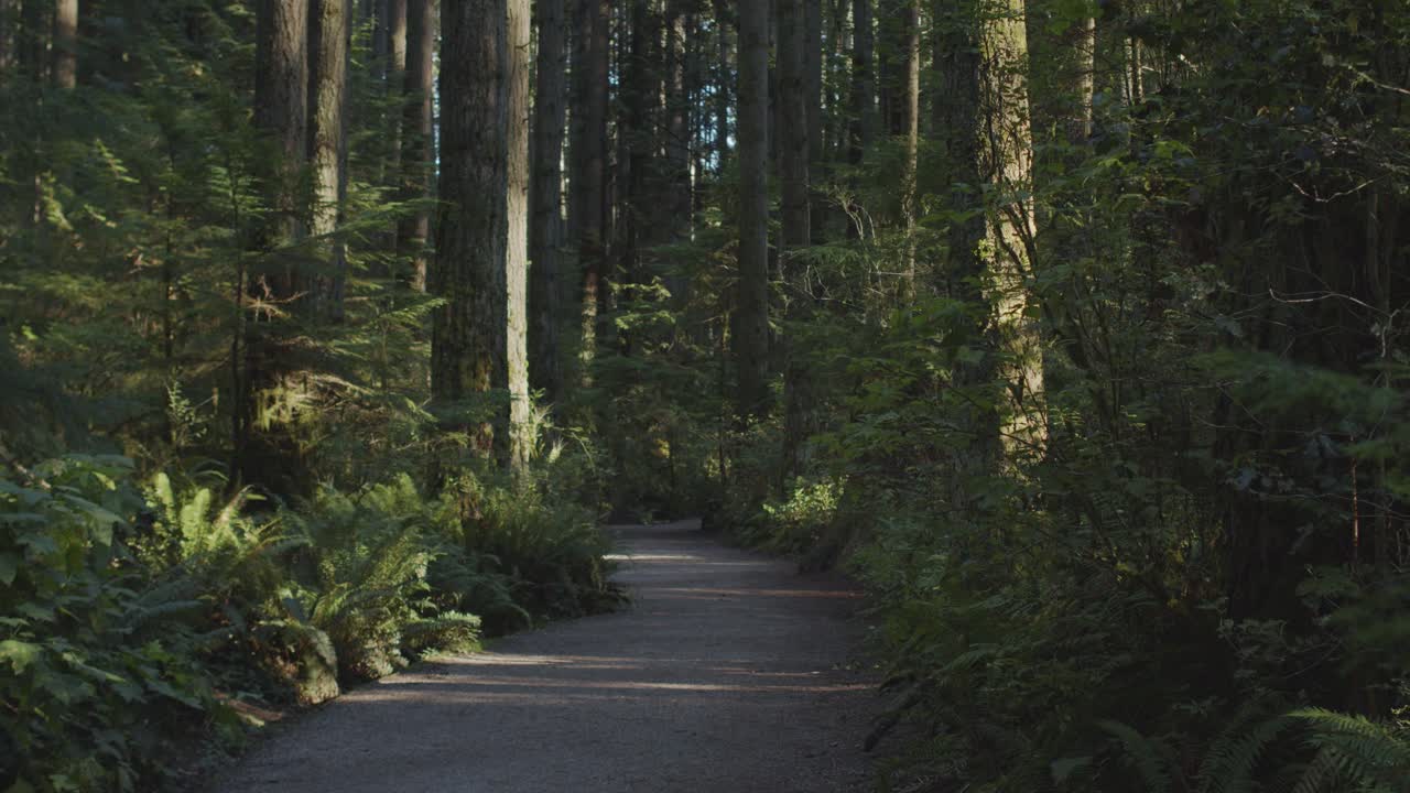 percorso attraverso i boschi nel sud del canada