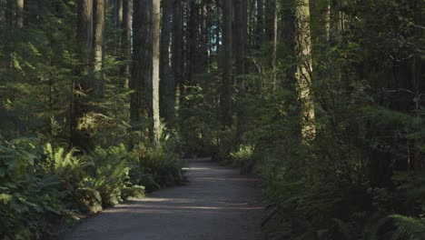 path through the woods in southern canada