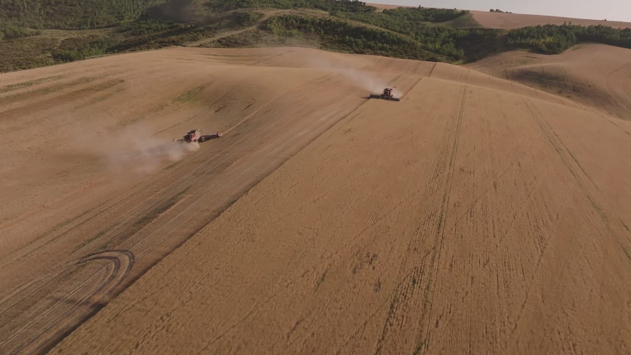 Harvesting Wheat in a Golden Field