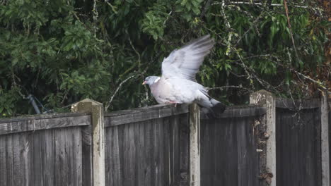 Pigeon-Perched-On-Garden-Fence-With-Lifting-One-Wing-To-Catch-Water-Droplets