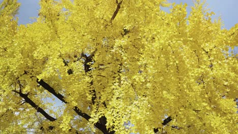 ginkgo tree in full bright yellow autumn colour in japan