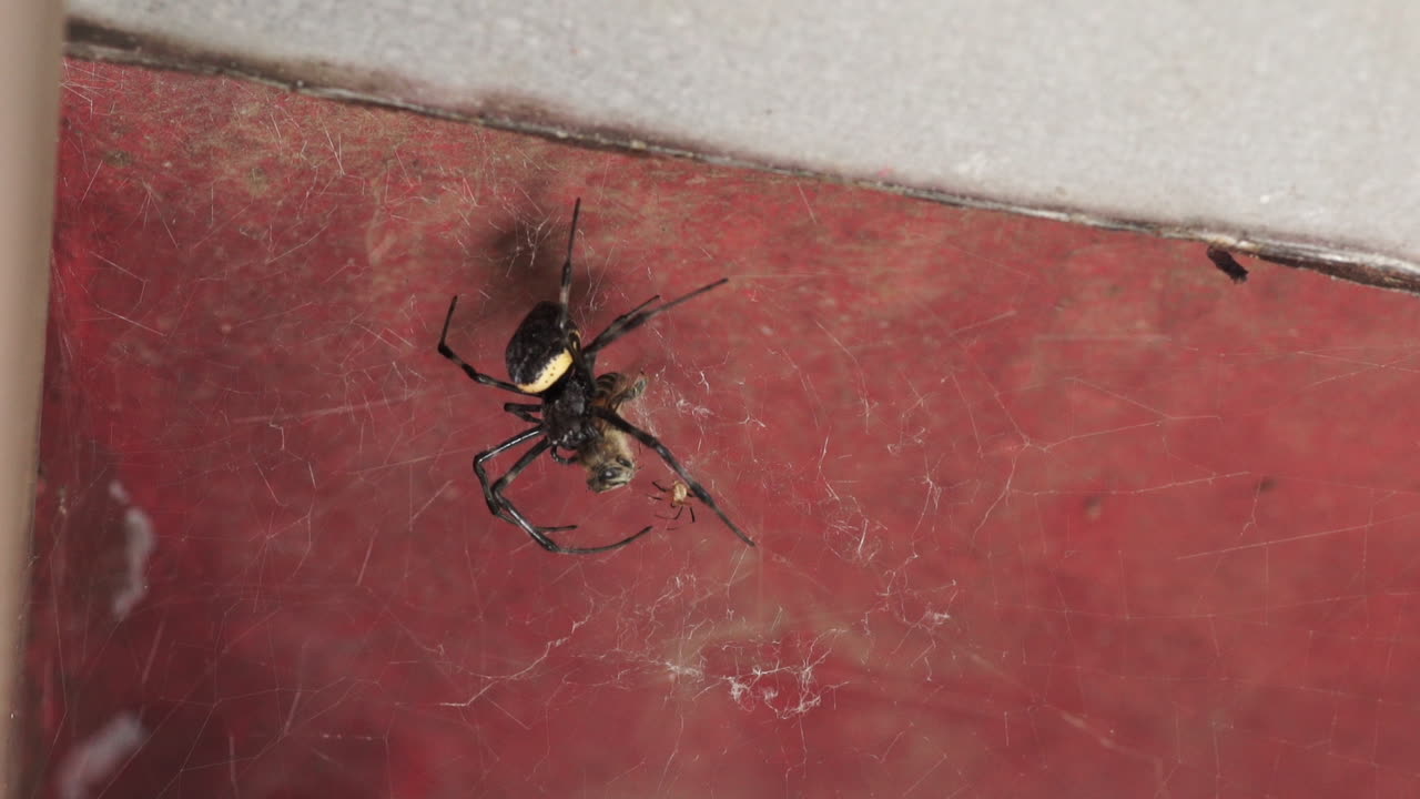 A Nephila spider on the web at the wall, and a small spider bellow.