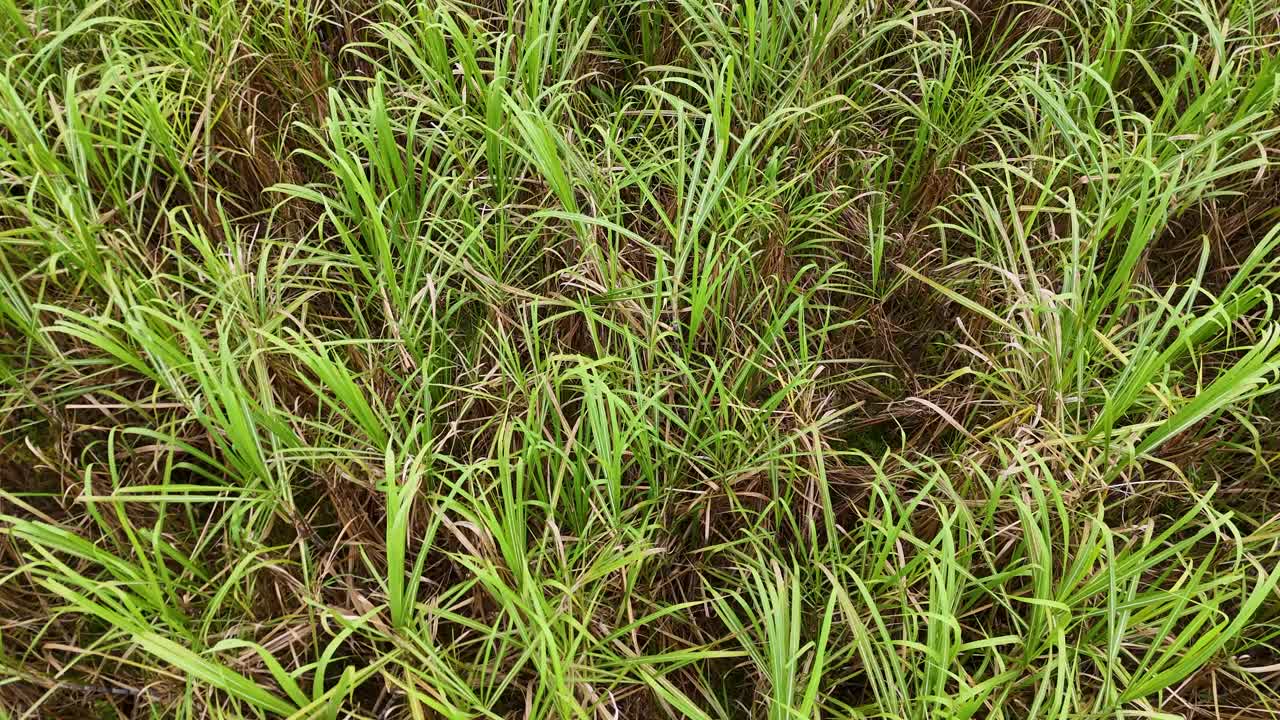 Aerial view of vibrant sugarcane fields in Port Douglas, showcasing lush greenery under natural lighting