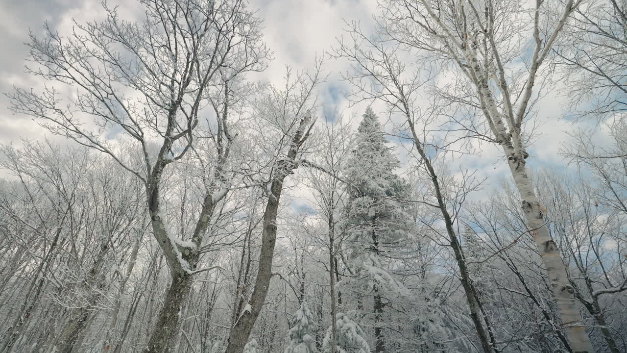 Looking Up At Icy Covered Bare Trees Under Cloudscape Winter Sky In Orford, Quebec, Canada