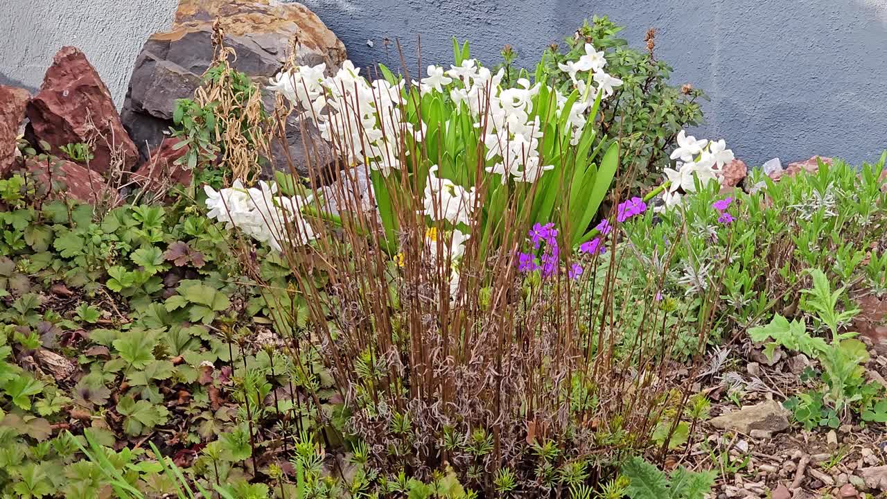 белые цветы гиацинта восточного на луге