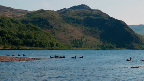 Geese-on-lake-with-mountain-behind-them-on-a-sunny-day-in-Snowdonia