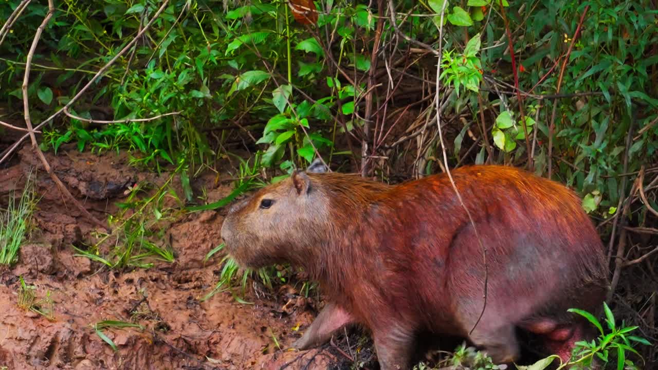 A capybara walking through a muddy landscape in its natural outdoor habitat.
capibara