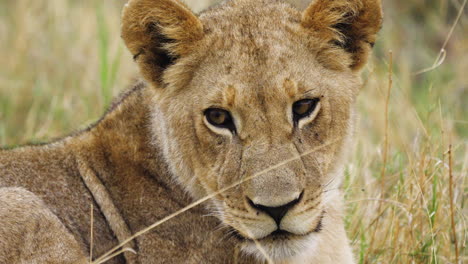 Löwenjunges-Liegt-Auf-Dem-Gras-Im-Zentralen-Kalahari-Wildreservat-In-Botswana
