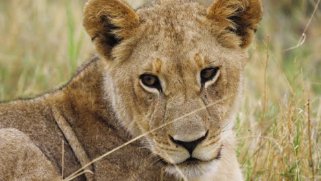 cachorro de león tumbado en el césped en la reserva de caza de kalahari central en botswana