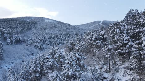 Colina-Del-Bosque-De-Invierno-Cubierto-De-Nieve