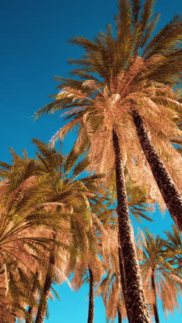 palmeras en el cielo azul