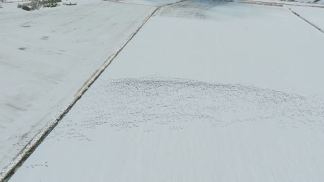 Aerial-establishing-view-of-a-large-flock-of-bean-goose-taking-up-in-the-air,-snow-covered-agricultural-field,-sunny-winter-day,-bird-migration,-birdseye-drone-shot-moving-forward